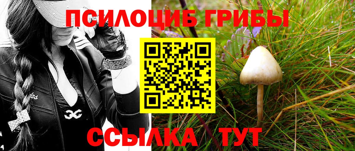 Галлюциногенные грибы мицелий  Псилоцибиновые грибы Cubensis  Вход с VPN  Алатырь 